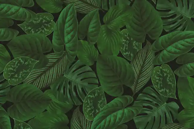 Velvet deluxe velours stof, struikprint, groen/zwart. DV108 Gereduceerde Prijs