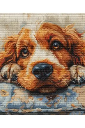 Borduurpakket Cocker Spaniel - Luca-S Favoriet