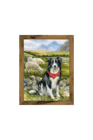 Lage Kosten Borduurpakket Border Collie - RIOLIS