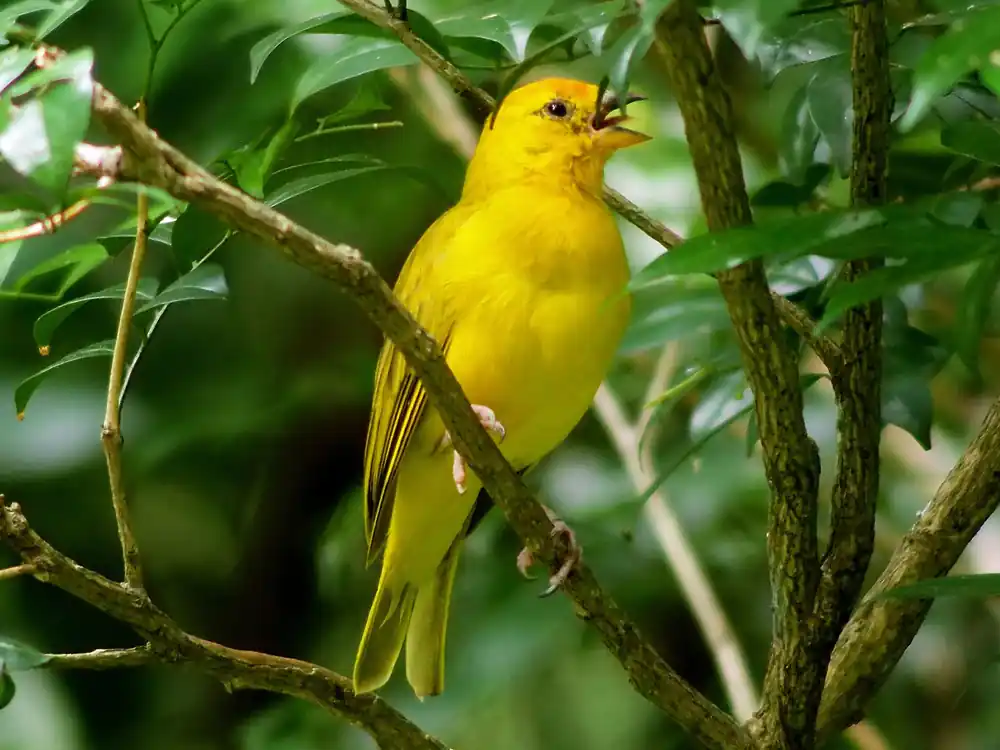 Wielewaal Diamond Painting ** - 25x30 / rond Hete Deal