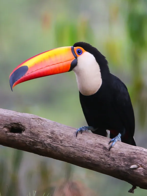 Weekendaanbieding Toekan Diamond Painting ** - 30x40 / rond